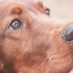 Jak psy leczą nasze nerwy: naukowe wyjaśnienie starej przyjaźni jak-psy-lecza-nasze-nerwy-naukowe-wyjasnienie-starej-przyjazni.jpg