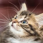 Kiedy koty mruczą, by się leczyć: sekretna częstotliwość kocich wibracji kiedy-koty-mrucza-by-sie-leczyc-sekretna-czestotliwosc-kocich-wibracji.jpg